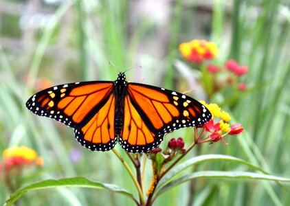 Monarch summer nature photo