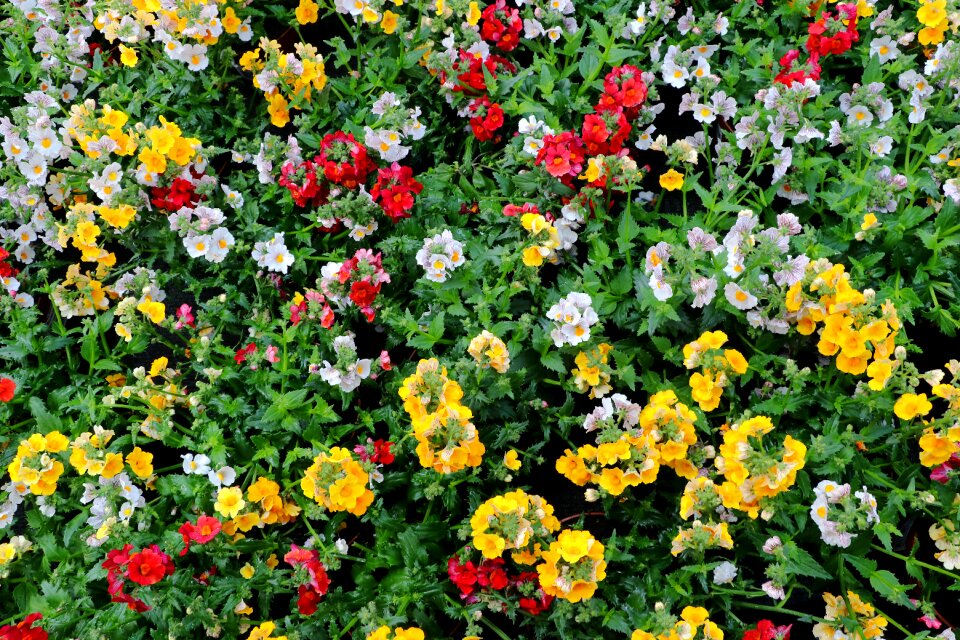 Blossom bloom balcony plant