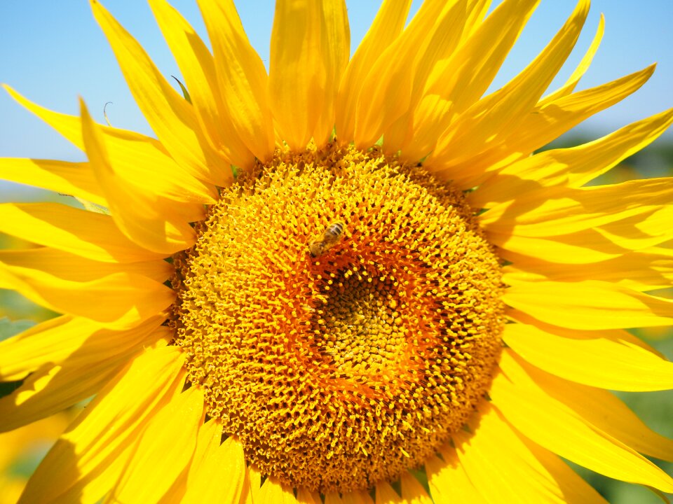 Sunflower blossom bloom photo