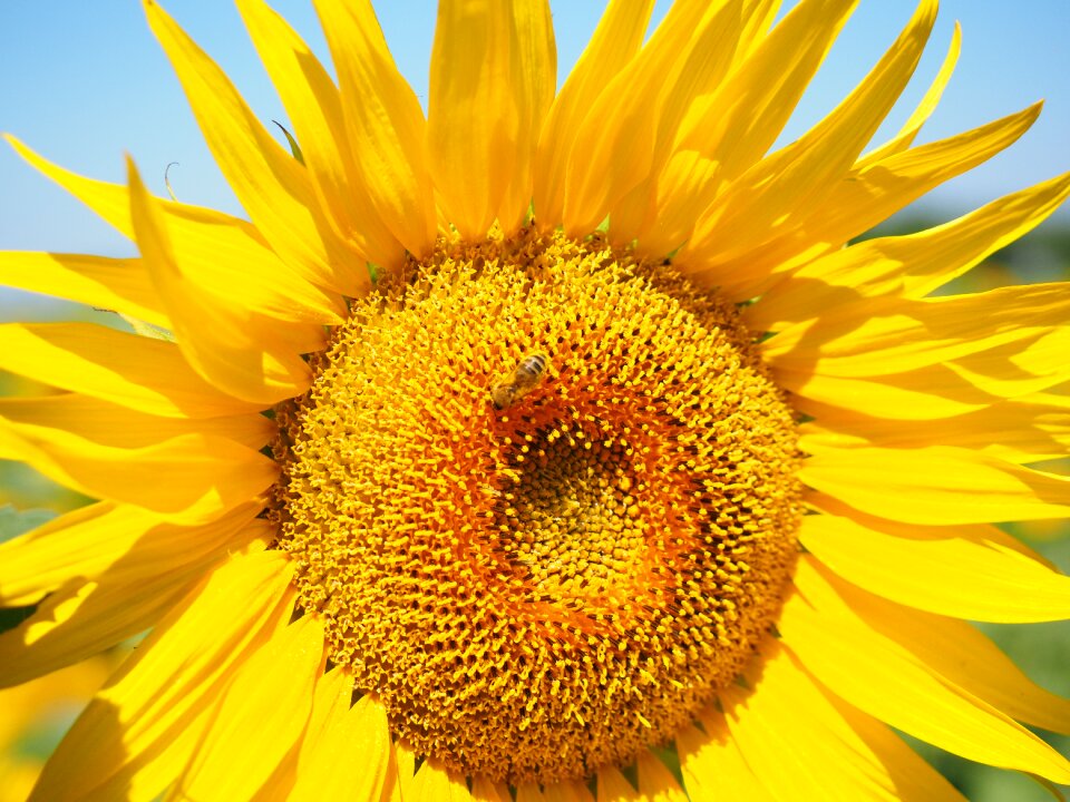 Sunflower blossom bloom
