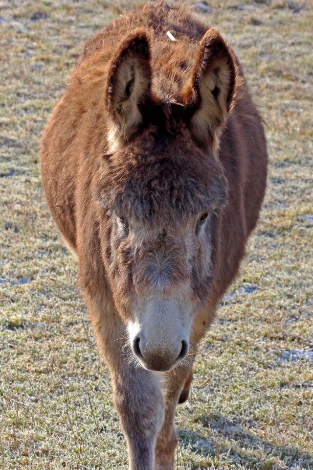 Muli animal mule