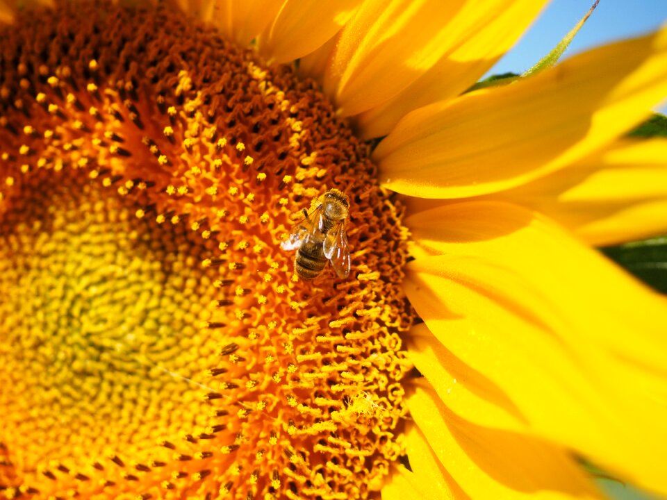 Sunflower blossom bloom