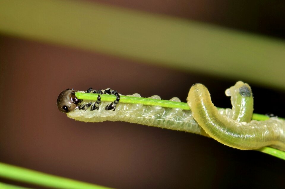Blackheaded pine sawfly green green caterpillar