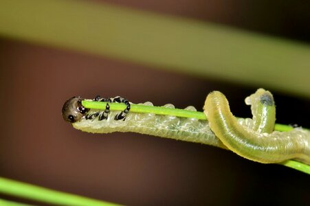 Blackheaded pine sawfly green green caterpillar