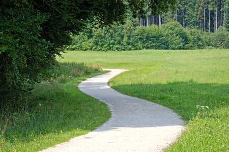 Nature trees trail photo