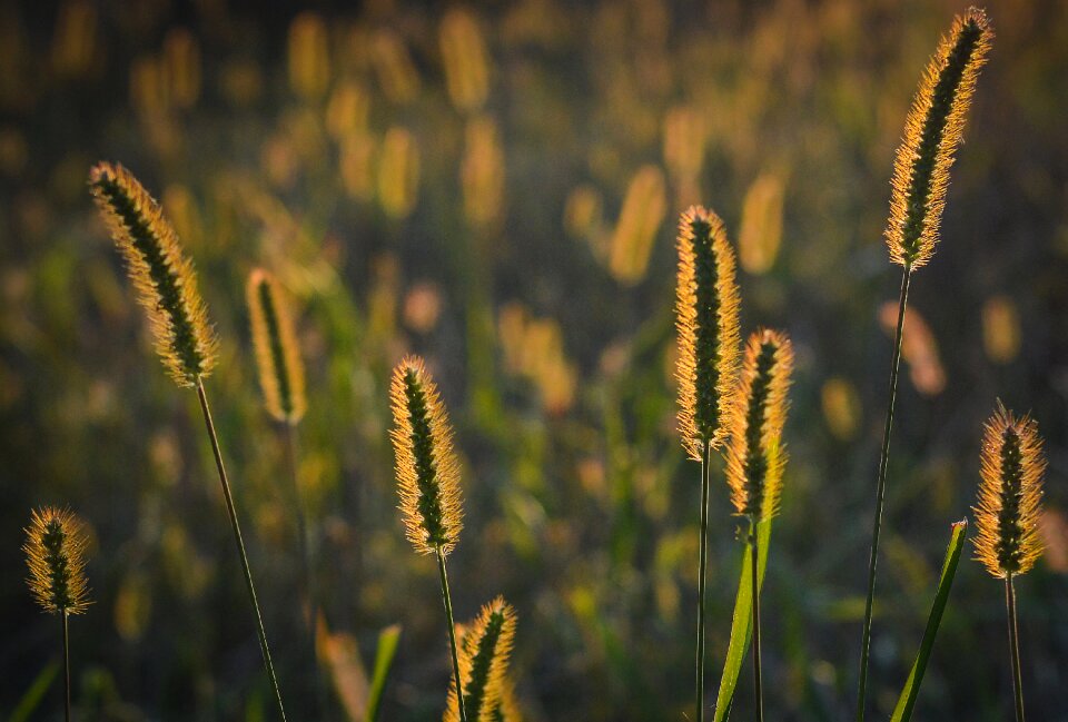 Evening meadow scenery
