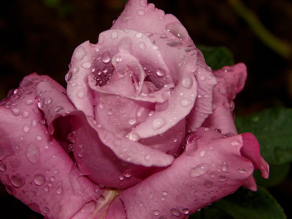 Drops freshness pink