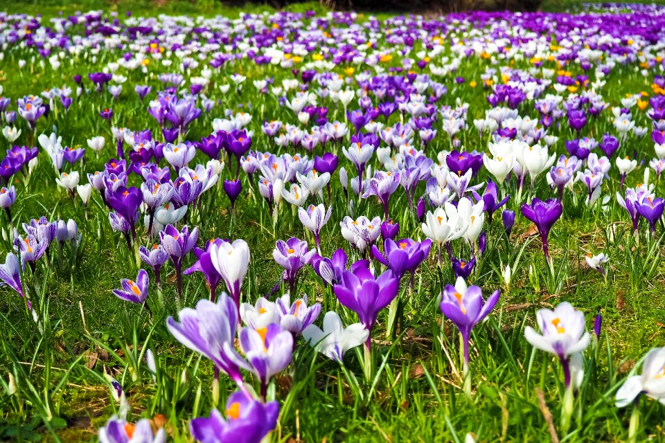 Spring flower blossom bloom