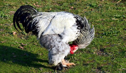 Bird feather free-range poultry