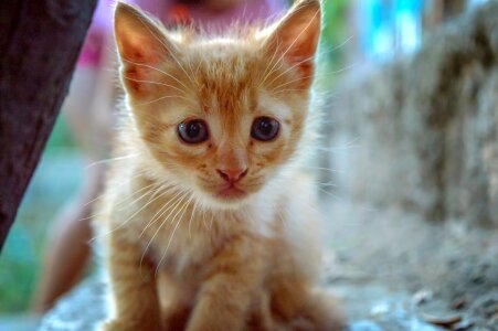 Feline pet cute photo