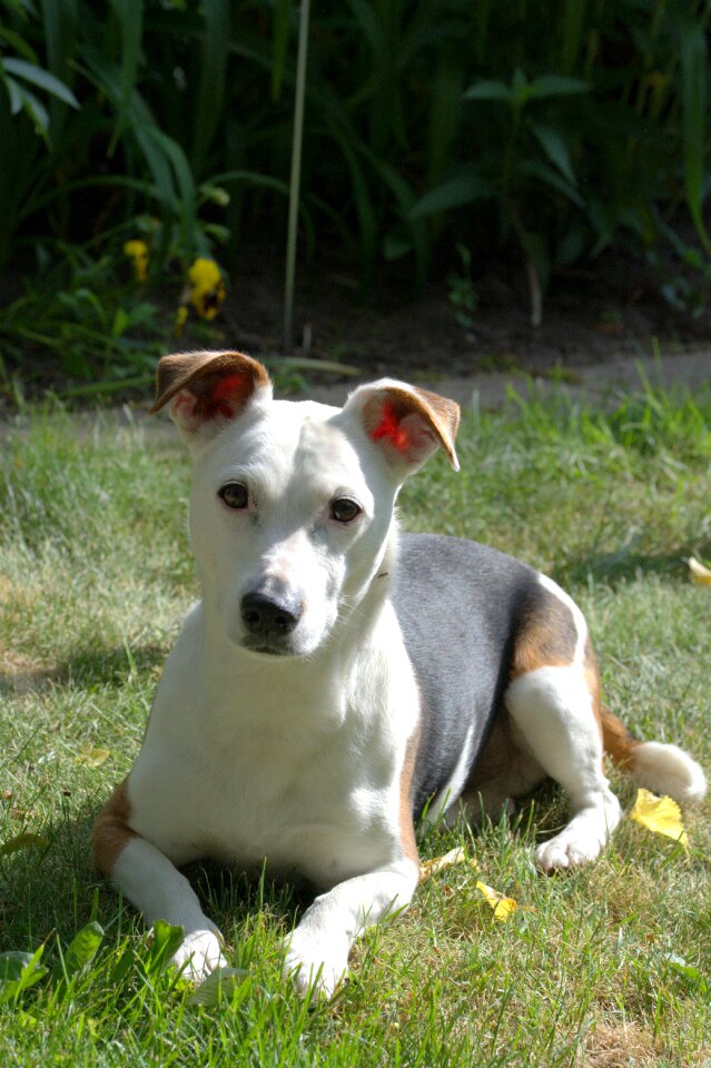 View pet white