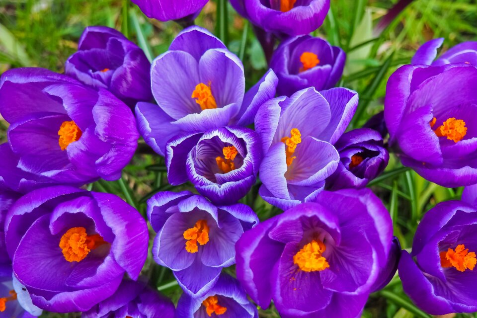 Spring flower blossom bloom