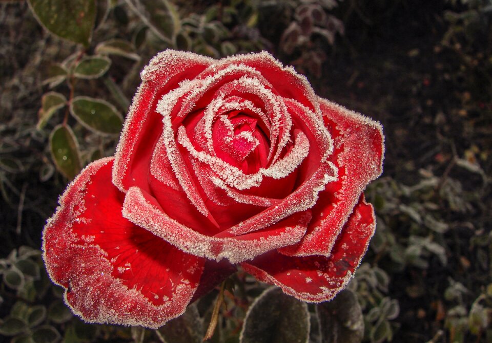 Frost icing frosting