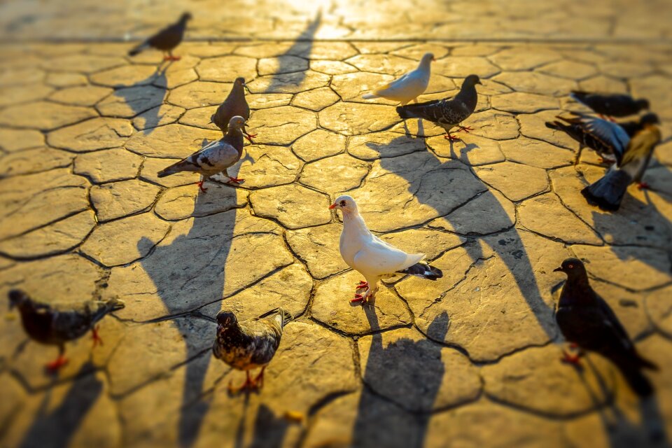 Dove wings ornithology