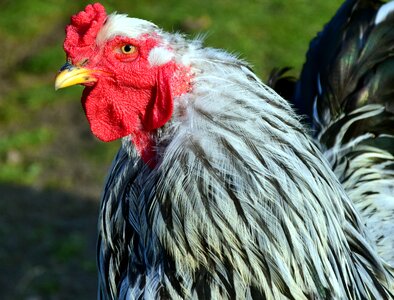 Close up poultry animal