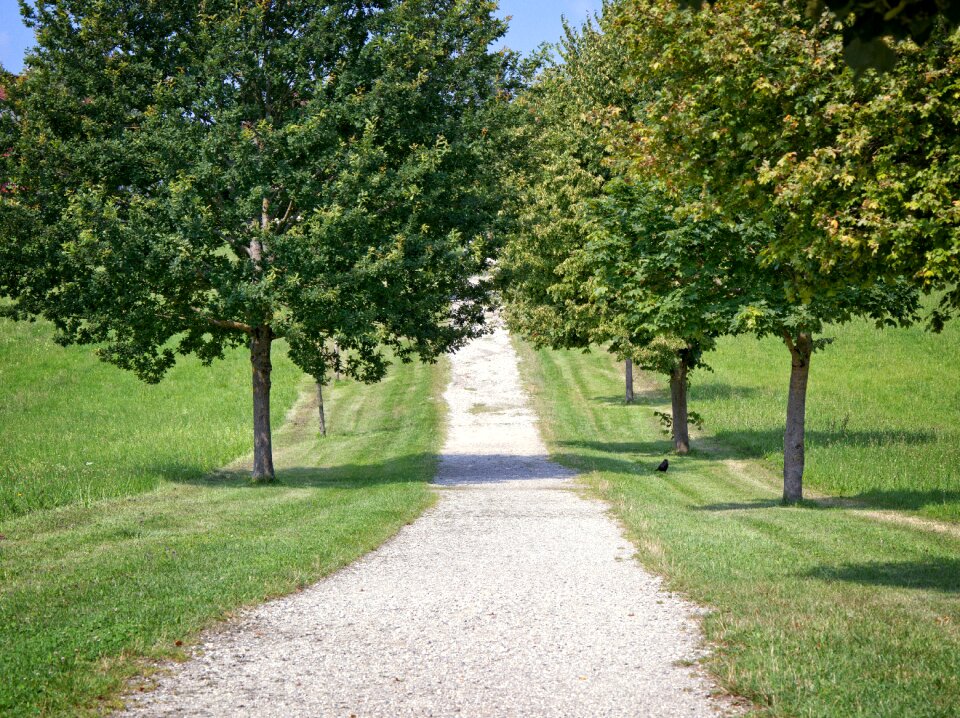 Trees trail forest road