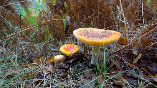 Leaves fall colors mushroom