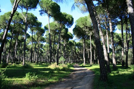 Pinewood stone pine trail