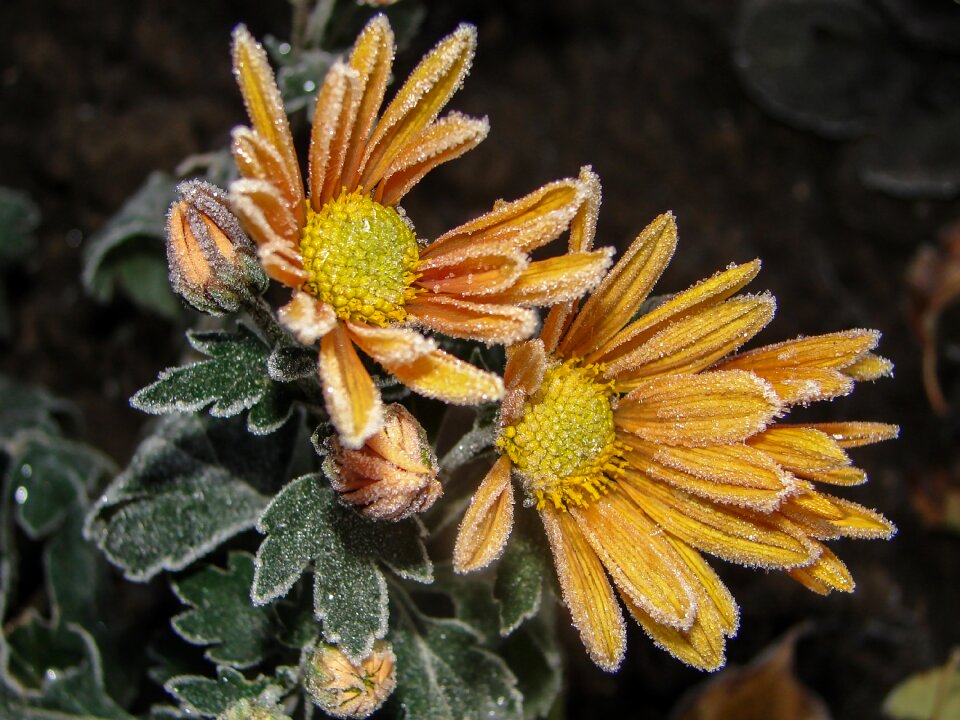 Chrysanthemum yellow ice