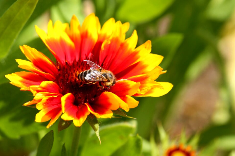 Insect bee flower