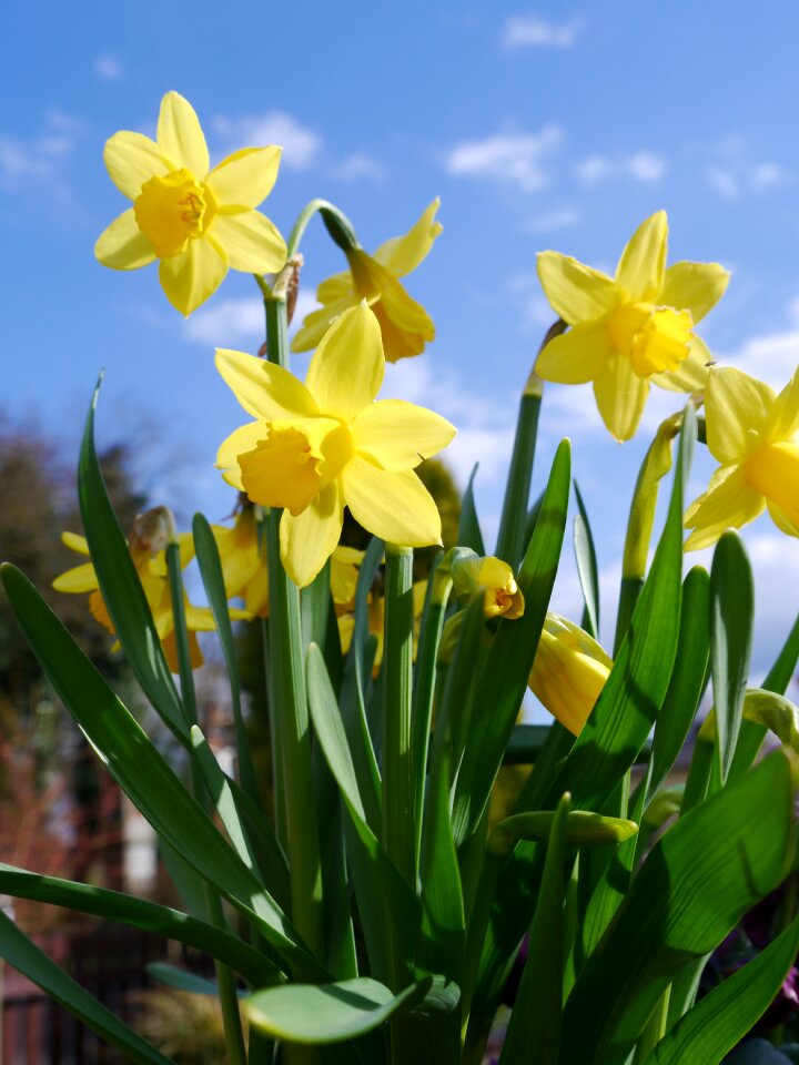 Flower garden spring easter