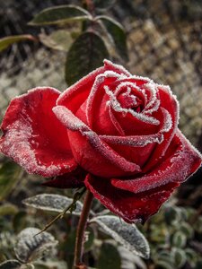 Flower frost ice