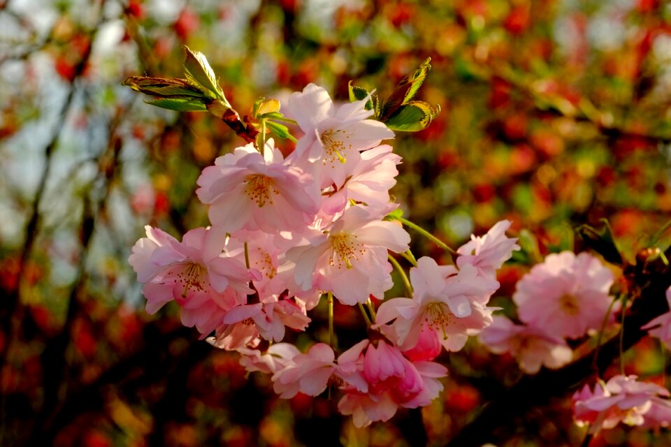 Blossom bloom white