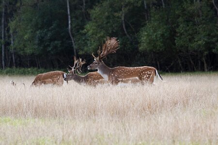 Fallow deer antlers forest