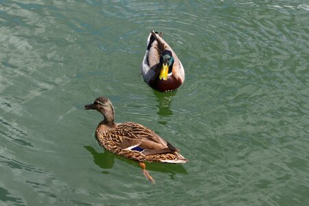 Bird animal wildlife photo