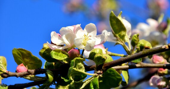 Apple tree spring apple tree flowers