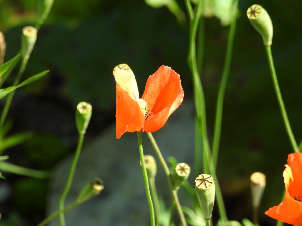 Plant poppy close up