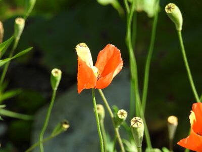 Plant poppy close up photo