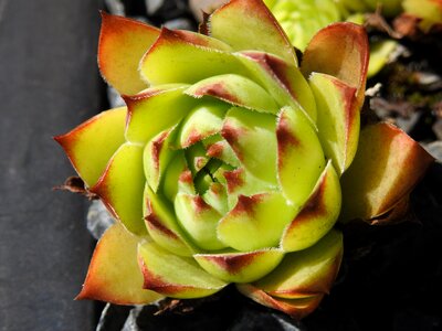 Plant houseleek garden