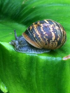 Nature wet mollusk