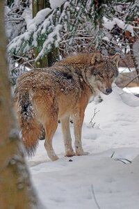 Pack animal eurasian wolf canis lupus photo