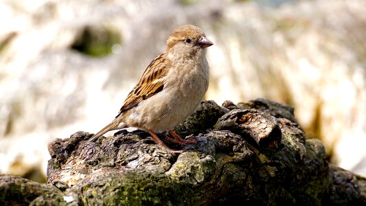 Close up sparrows animal