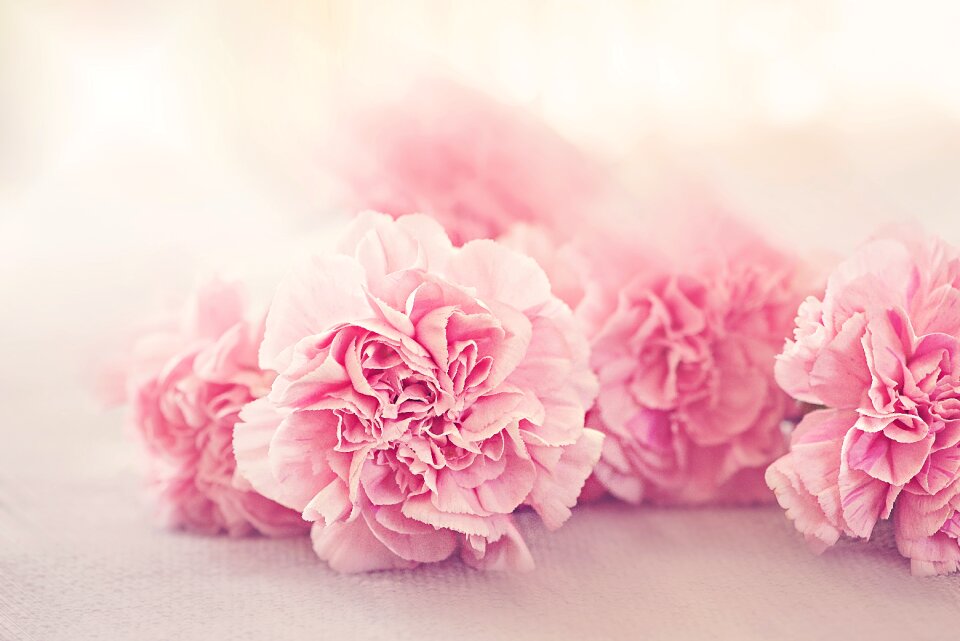 Pink pink flower tender