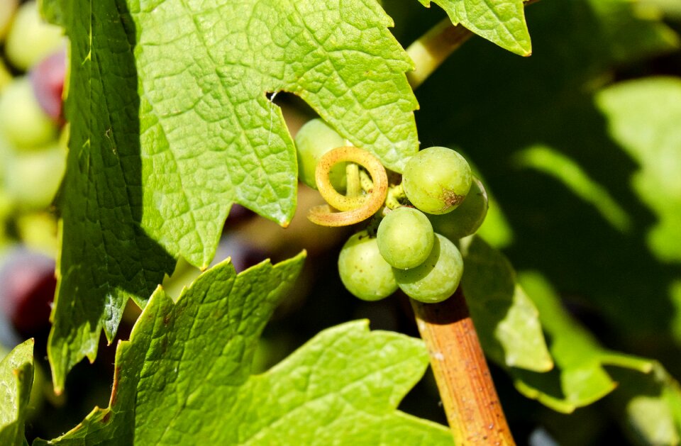 Green grapes grapevine winegrowing