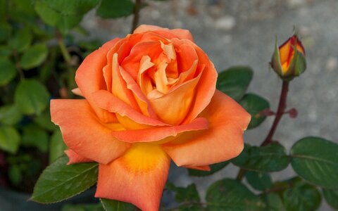 Pink button bud