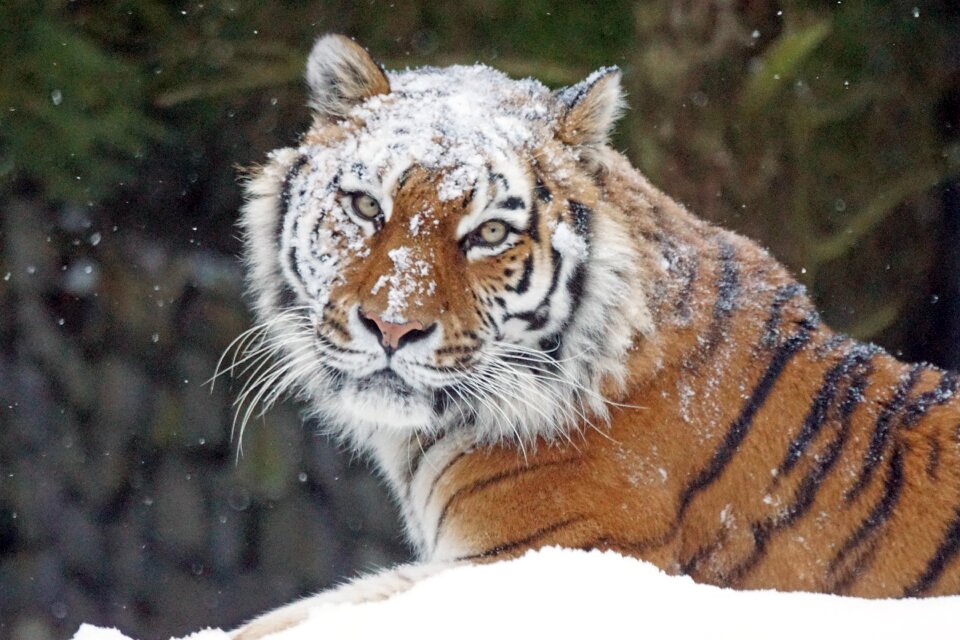 Dangerous tiger snow