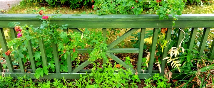 Fence - Arlington, MA - 20200715 093445