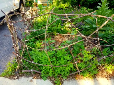 Fence - Arlington, MA - 20200615 084951
