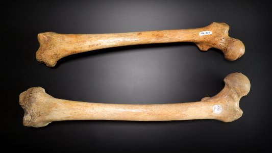 Femur - anterior view (sin, dex) photo