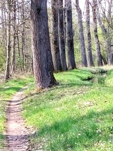 Federbach, Hochlage südwestlich von Malsch