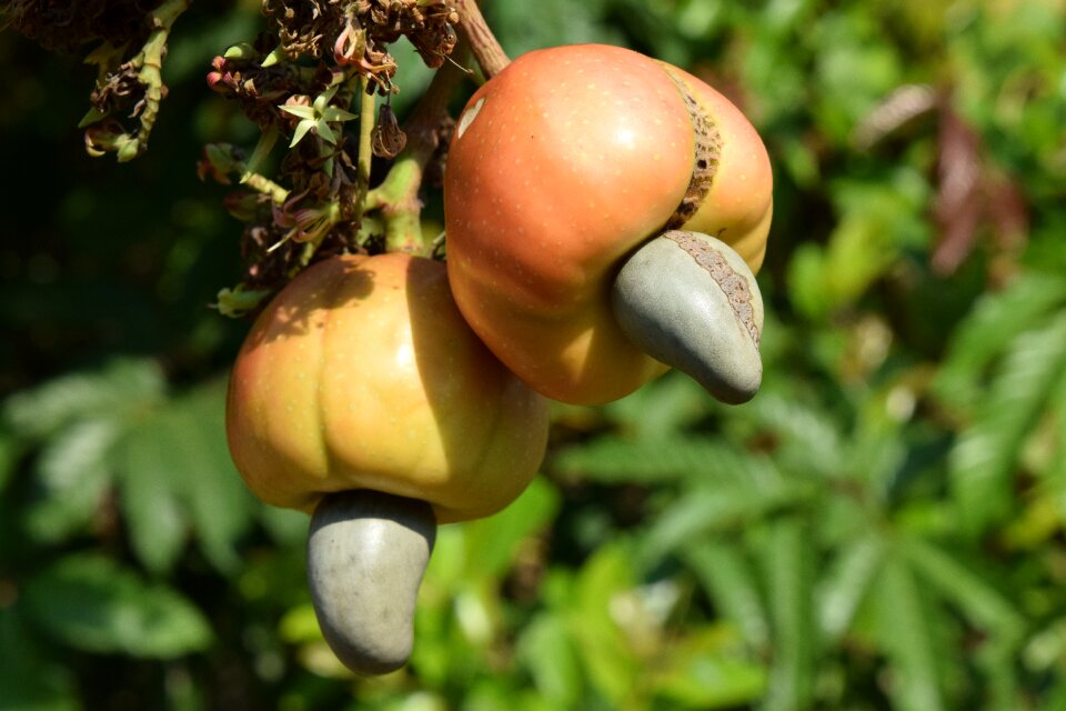 Seed fruit roasted