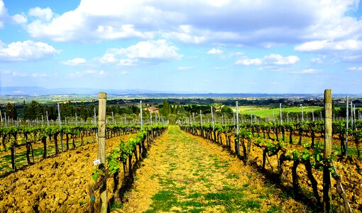 Winegrowing vine landscape