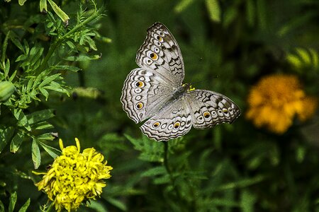 Animal wings green animals photo