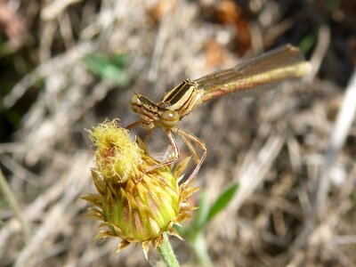 Detail eyes compounds flying insect photo