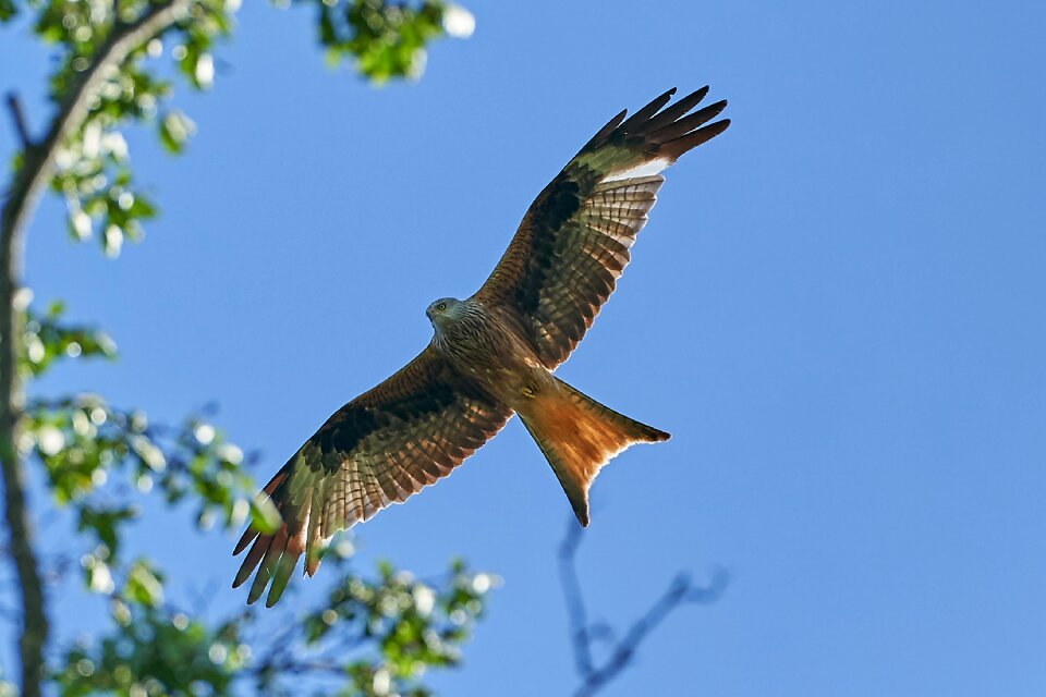 Flying raptor bird
