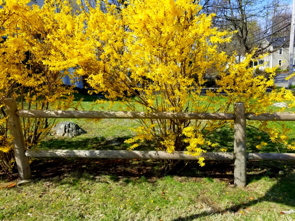 Fence - Arlington, MA - 20200421 100058